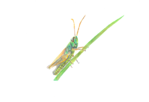 Eh-da-Flächen der ILE blühen auf und bekommen ein Logo - Platz 1