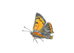 Eh-da-Flächen der ILE blühen auf und bekommen ein Logo - Platz 2